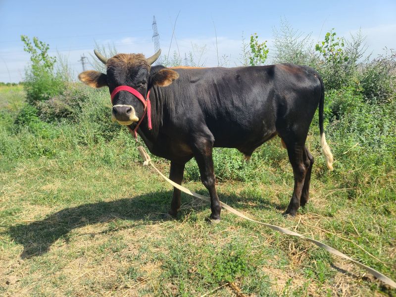 Buqa 1 yashar yeb ichishi zòr Buqa 1 yashar yeb ichishi zòr