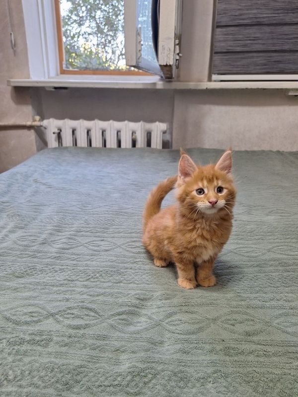 Котята породы мей-кун, на бронирование!