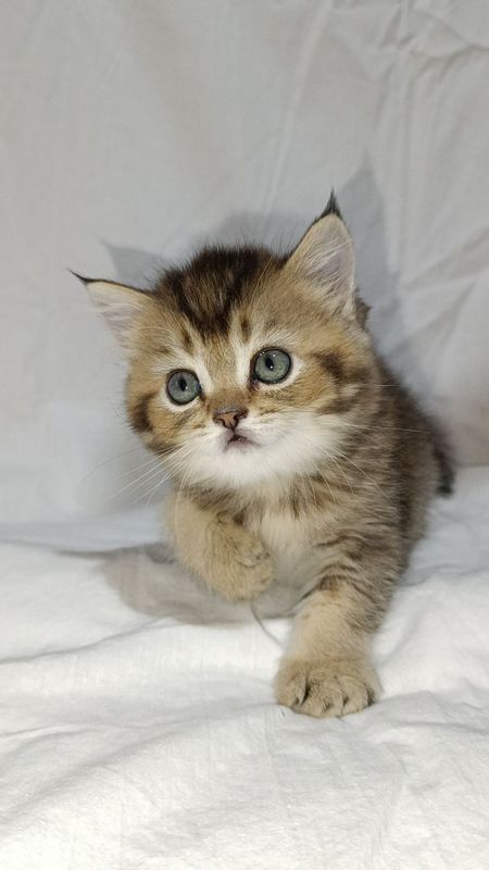 Продаються котята