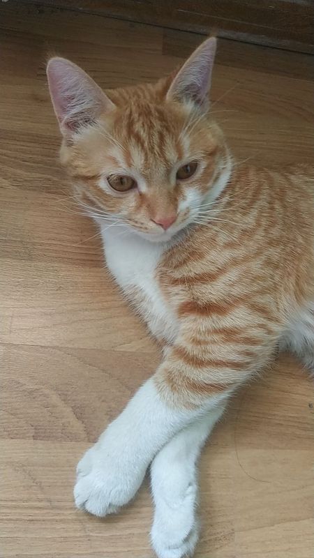 Ласковый рыжий котик Ласковый рыжий котик