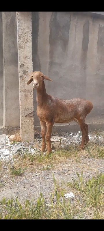 Arashan solu sotiladi. Yosh soģlom Arashan solu sotiladi. Yosh soģlom