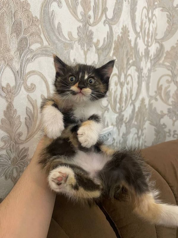 Продаётся котята Продаётся котята