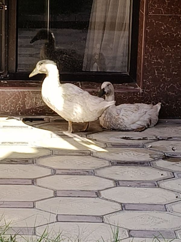 Гуси продаю срочно Гуси продаю срочно