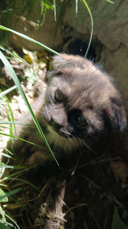 Scottish fold va turetski angora mushuk bolalari sotiladi Scottish fold va turetski angora mushuk bolalari sotiladi