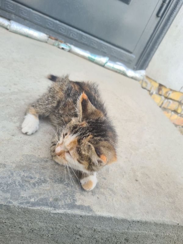 котята в добрые руки котята в добрые руки