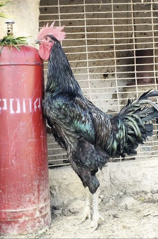 Кора шагзода товук тухум Кора шагзода товук тухум