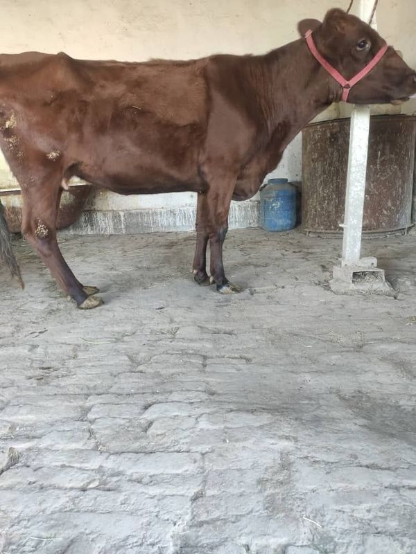 Ona bola sigir sotiladi