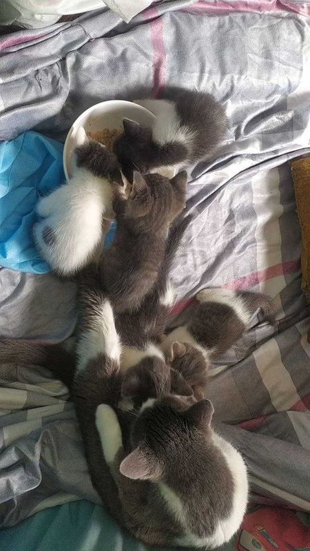 Котята домашние приучены к лотку Котята домашние приучены к лотку