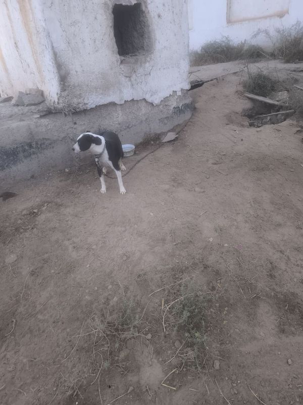 Pit Bull dog, Pitbull, питбуль