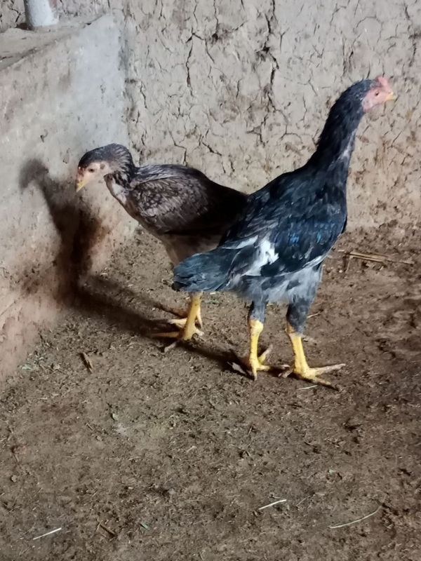 Boboqi jojalar sotiladi