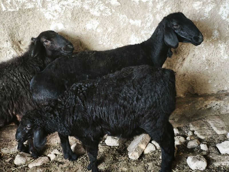 Qo'y onabala zotli bo'ynida tumori bor sotiladi bolasi qo.chqor Qo'y onabala zotli bo'ynida tumori bor sotiladi bolasi qo.chqor