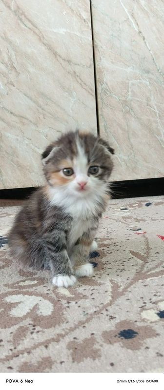 Скотш фолд девочка Скотш фолд девочка