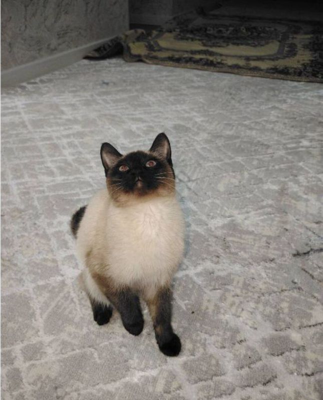 продается сиамский кот