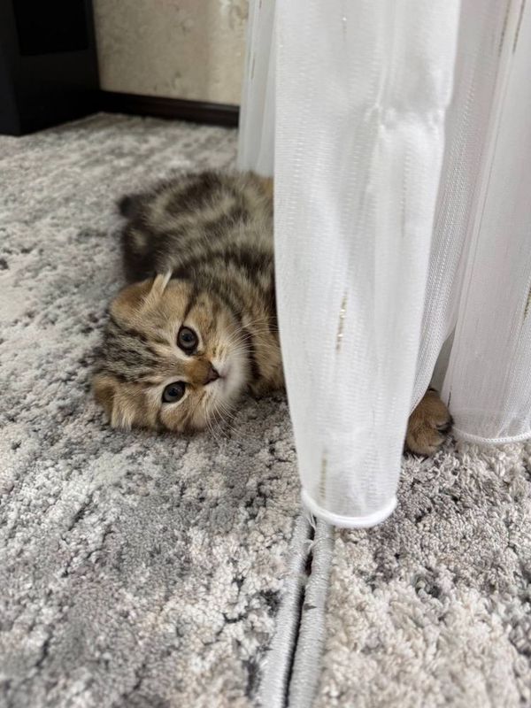 Scottish Fold Скотиш фолд