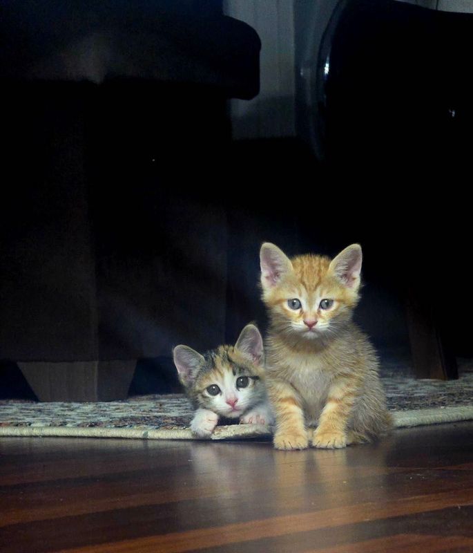 Отдам котят в хорошие руки Отдам котят в хорошие руки