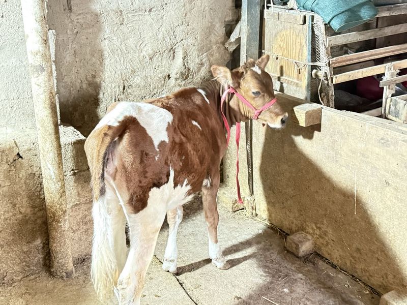 Urgoch buzo sotald parodal buzo Urgoch buzo sotald parodal buzo