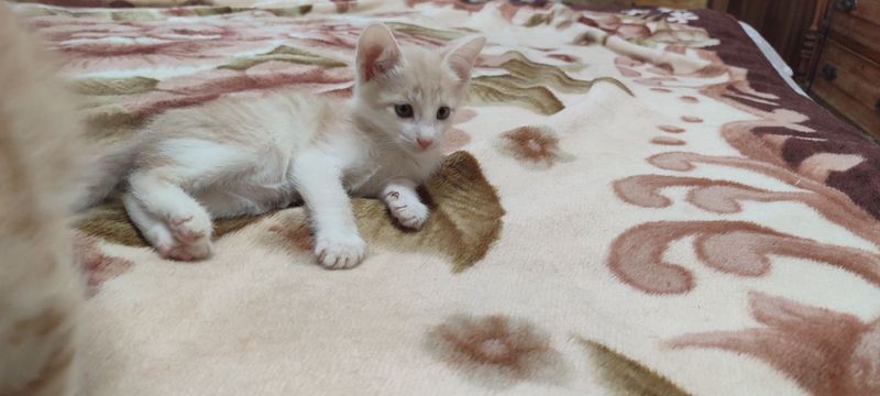 Пристраиваются котята в добрые руки. Пристраиваются котята в добрые руки.
