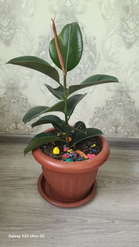 Продаётся Фикус-София Продаётся Фикус-София