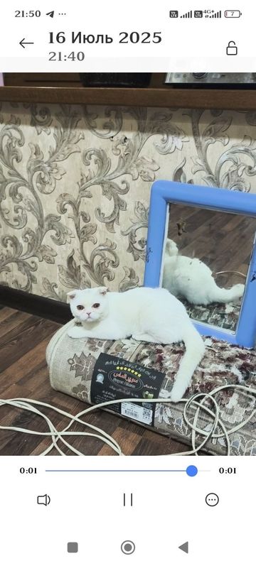 Продам скоттиш фолд девочку Продам скоттиш фолд девочку