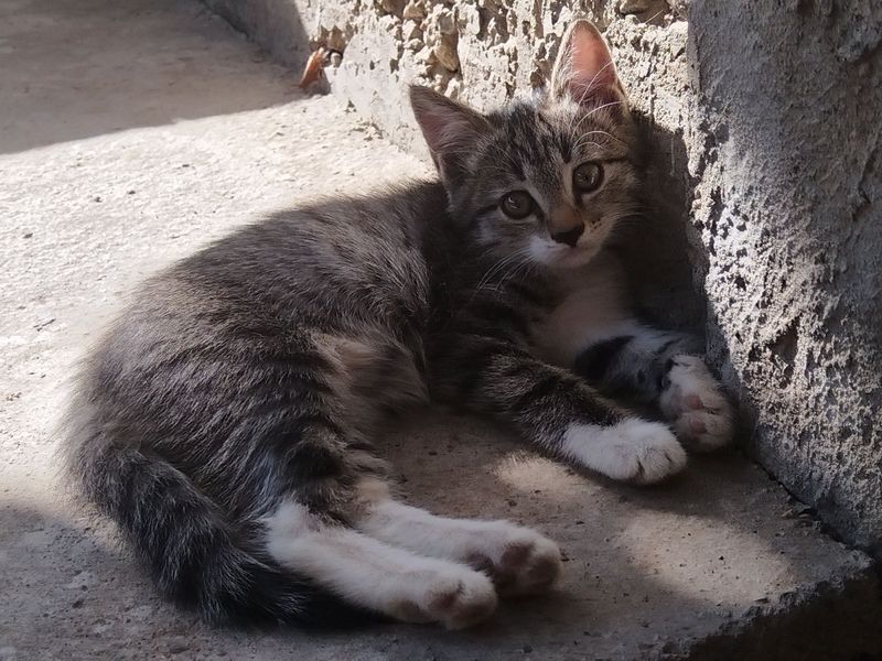 Котята отдам в хорошие руки Котята отдам в хорошие руки