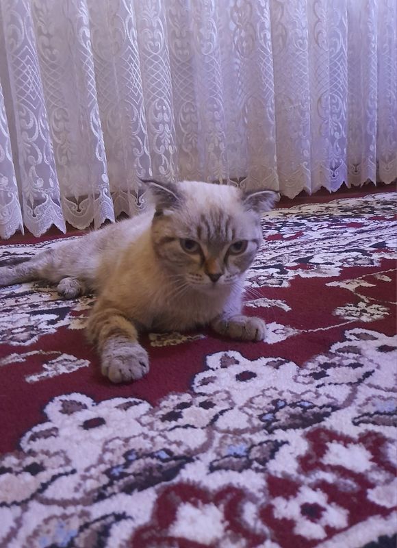 Кошка [Скоттиш фолд]
