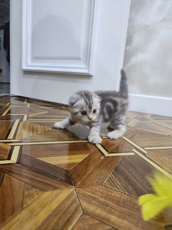 На продаже котята На продаже котята