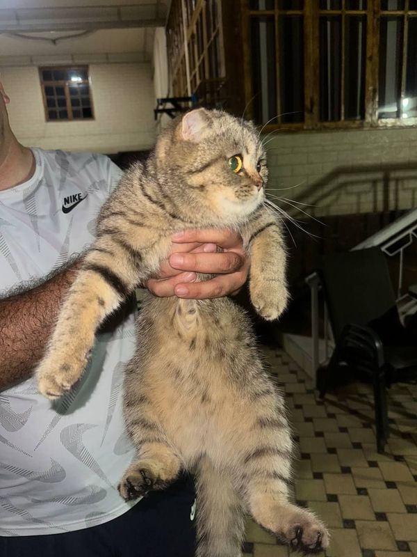 Scottish fold mushuk Scottish fold mushuk