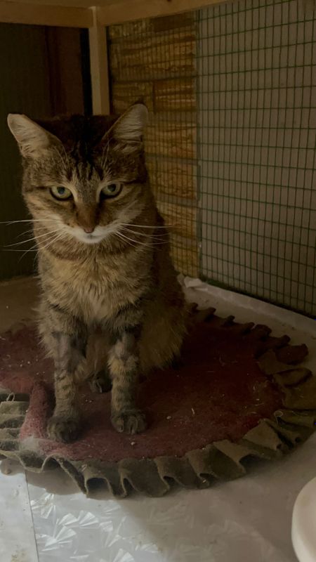 Кошка девочка рысь Кошка девочка рысь