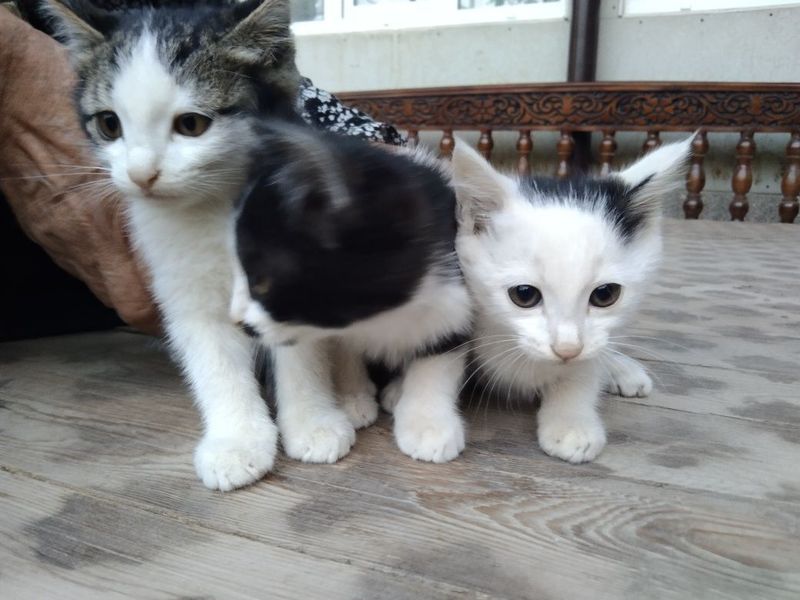 Ikki oylik mushuk bolalari Ikki oylik mushuk bolalari