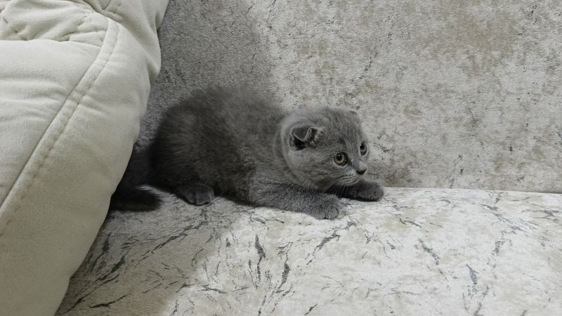 Продам чистокровных скоттиш фолд и страйт