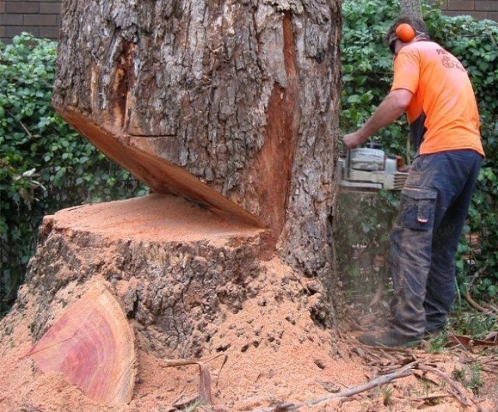 Обрезка деревья дарахт кесиш Спиль деревья