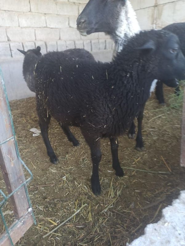 Рамановский кучкорча Рамановский кучкорча