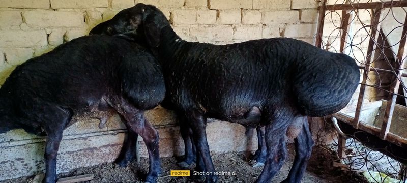 Qurbonlika ham zotga