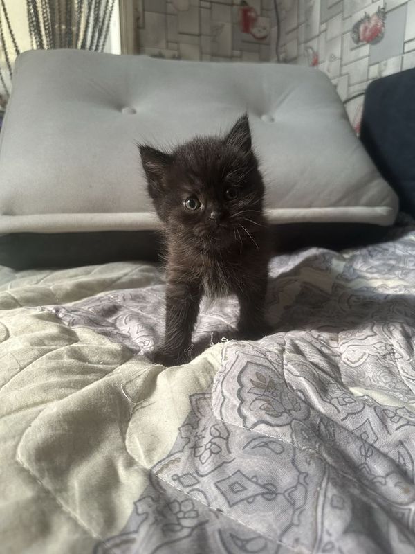 Британские кошки
