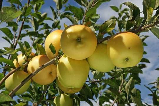 Olma sotiladi. Продам яблоки с сада. Сорт голден. Оптом. Самовывоз Olma sotiladi. Продам яблоки с сада. Сорт голден. Оптом. Самовывоз