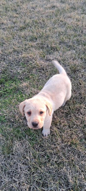 Labrador zotli kuchuk bolasi 2 oylik erkak