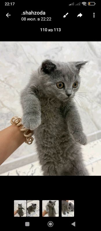ШОТЛАНДСКИЙ КОТЁНОК ПРОДАЮ.120