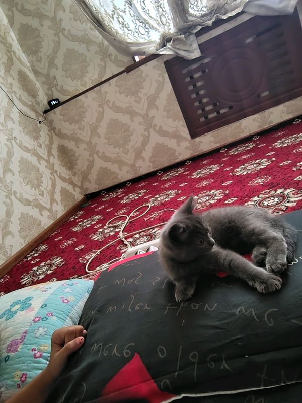 котёнок Скотиш Страйт котёнок Скотиш Страйт