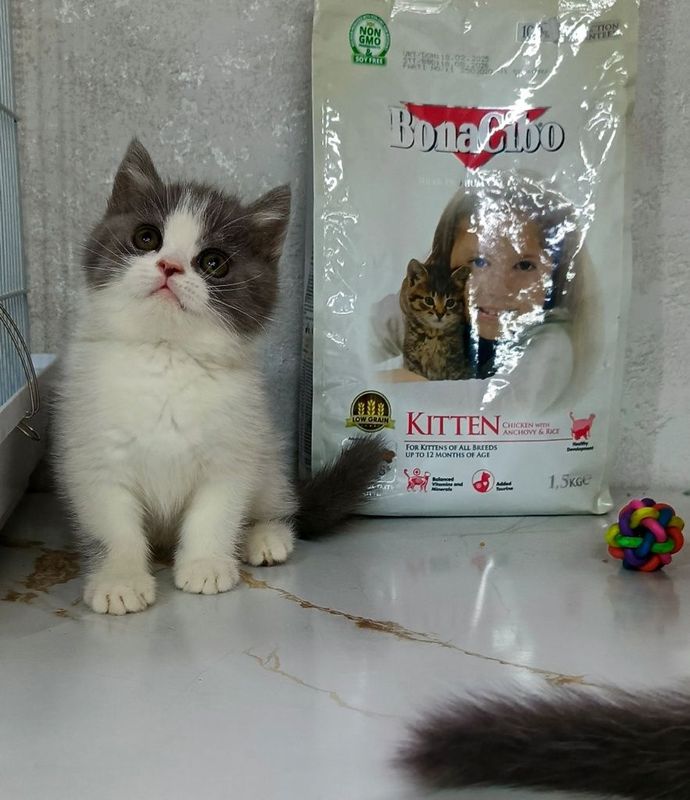 Скоттиш стираят ўгил