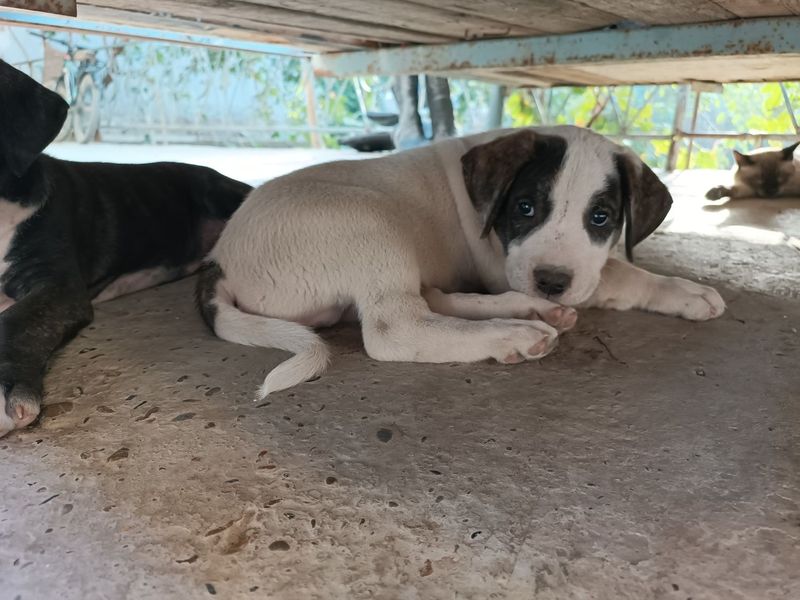 Pitbull kuchuklar ayol va erkak 2 oylik Pitbull kuchuklar ayol va erkak 2 oylik