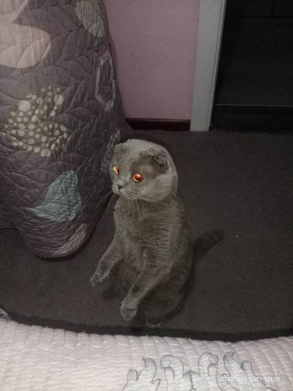 Продаются кот скоттиш фолд. Мальчик