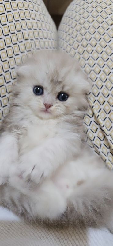 Скотш фолд шатландский Скотш фолд шатландский