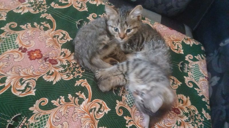 2бала пишикбар бесплатнобериледи алатинболсаниз звандан 2бала пишикбар бесплатнобериледи алатинболсаниз звандан