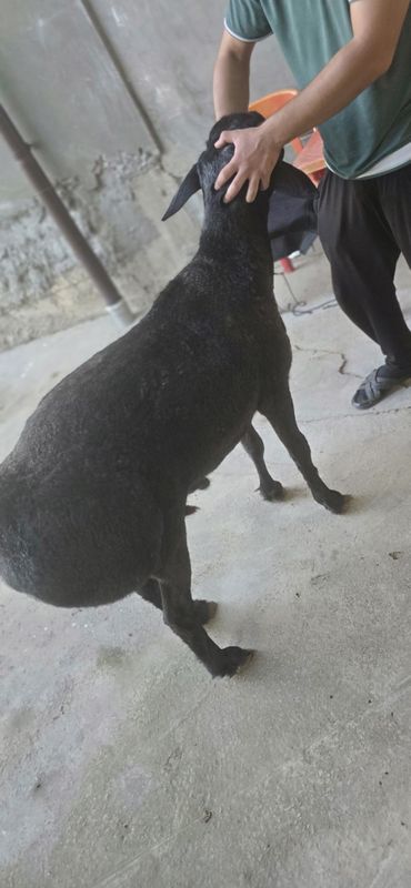 Quy sotiladi uyda boqilgan 50 kg dan tepa