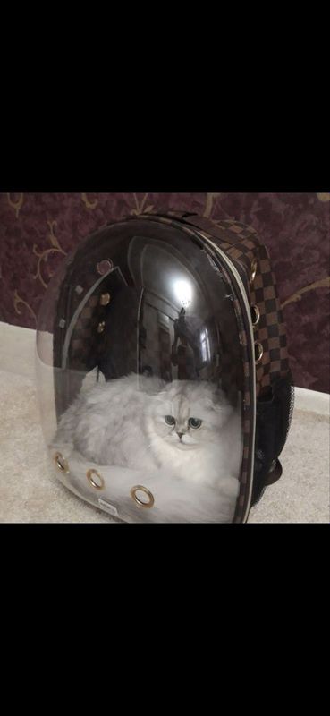 Кошка, шиншиллового окраса Кошка, шиншиллового окраса