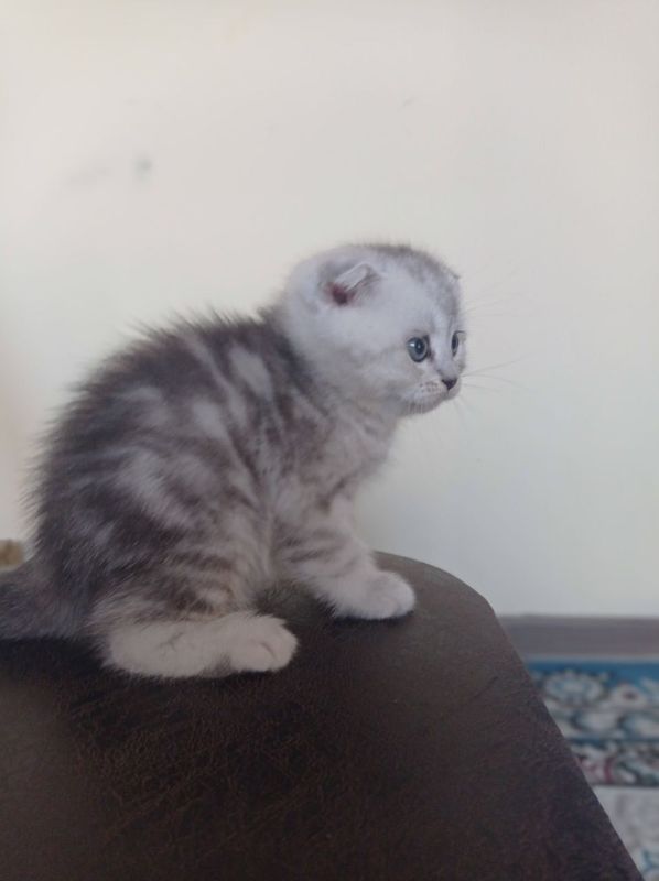 Британьский кошка Британьский кошка