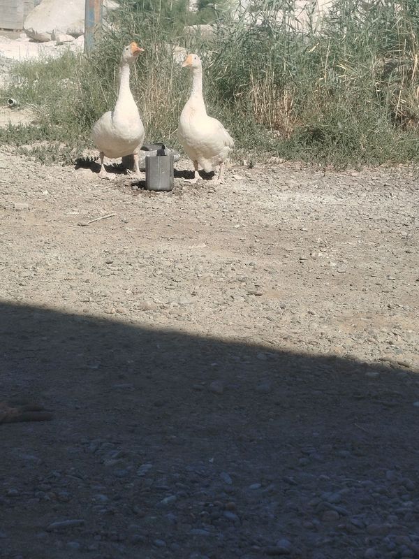 Sog'lom G'ozlar sotiladi Sog'lom G'ozlar sotiladi