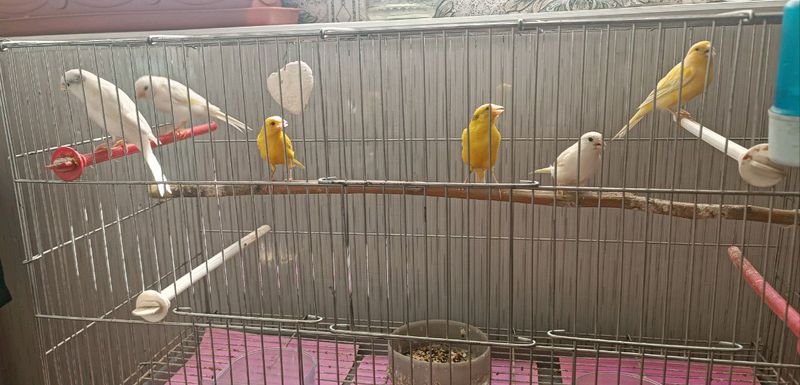 Срочно продаю Канарейки Трайник Срочно продаю Канарейки Трайник