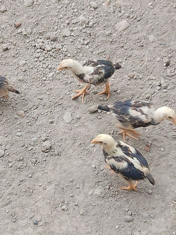Kulangi sotiladi.donasi 100 mingdan. Kulangi sotiladi.donasi 100 mingdan.