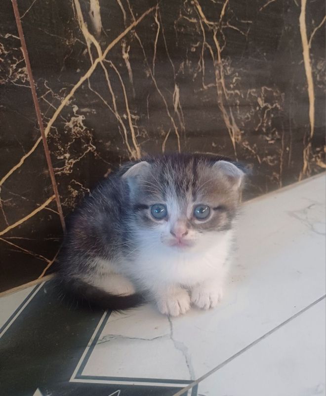 Продаются котята породы Скотиш Фолд, Продаются котята породы Скотиш Фолд,